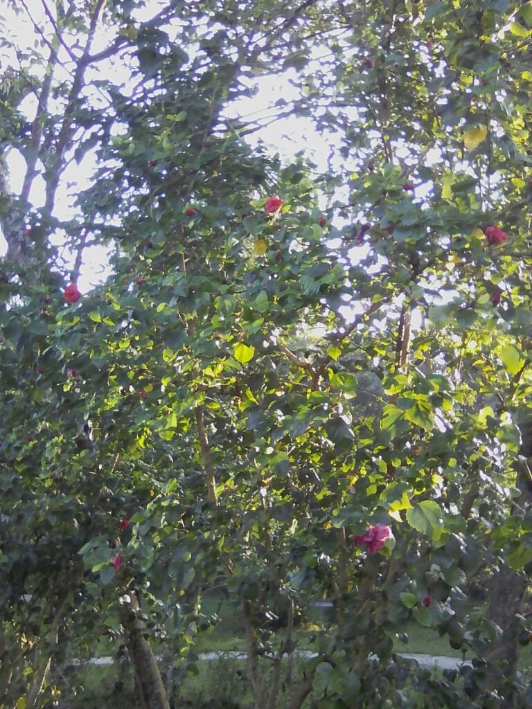 exif jpeg 420