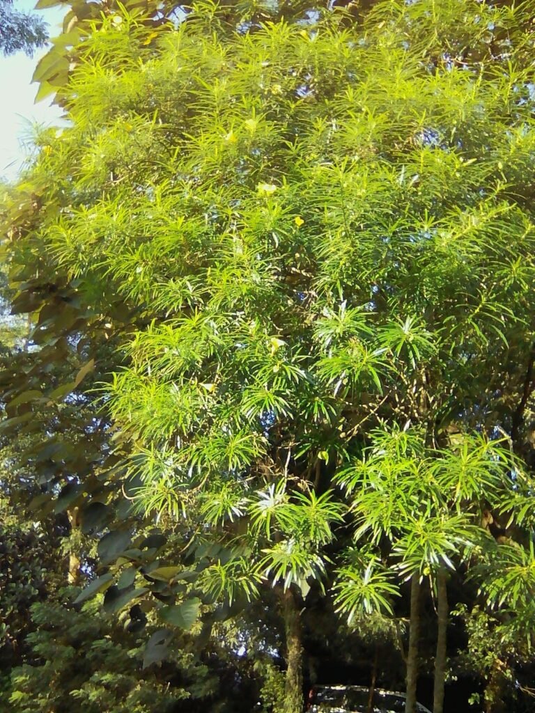exif jpeg 420