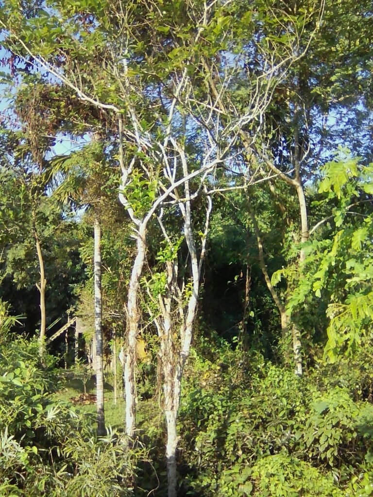 exif jpeg 420
