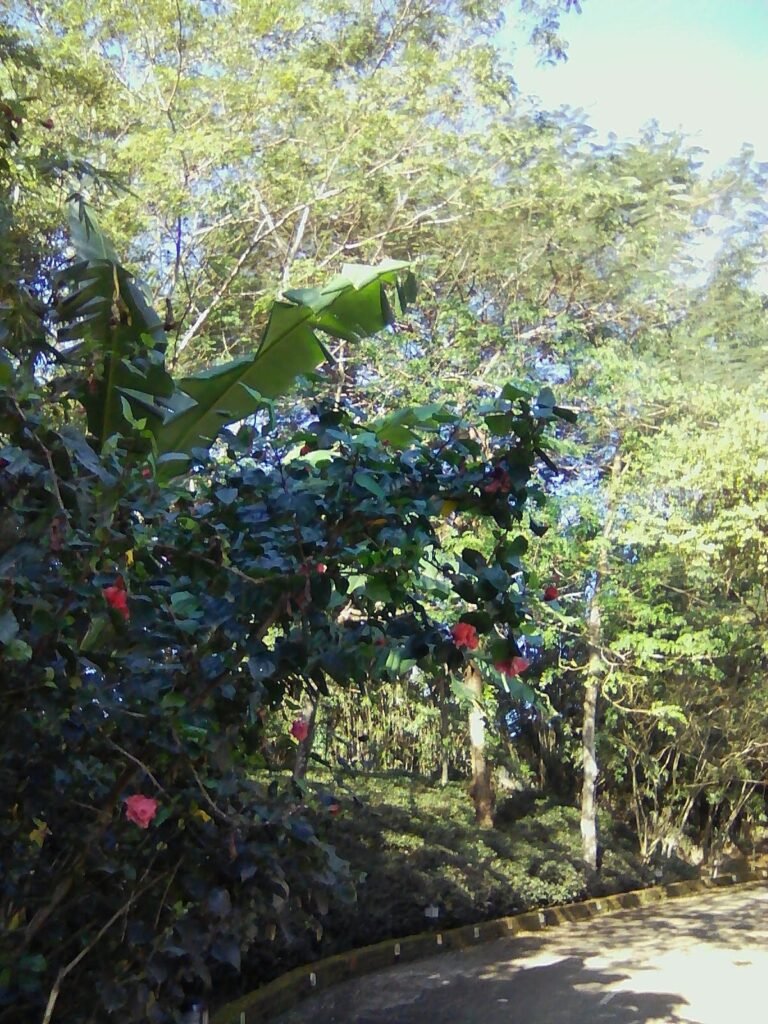exif jpeg 420