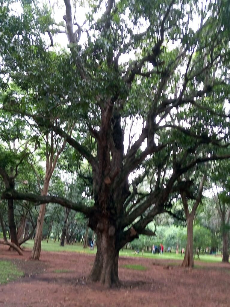 img 20190815 150545 (1)