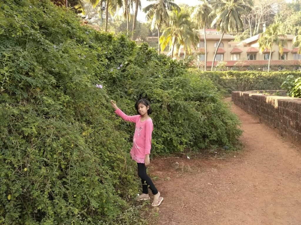 goa 13