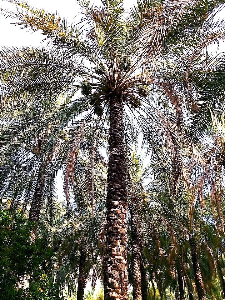 nakhal 3